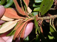  R. roxieanum ssp. cuculatum, F16508 19.1005B