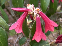 R. cinnabarinum, Glenarn