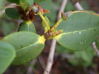 R. eclecteum leaf, Glenarn