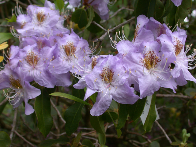  R. augustinii ssp. chasmanthum, at Glendoick. Photo H.Eiberg