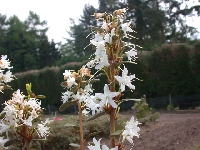  R. racemosum white, Glendoick