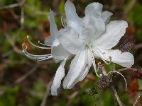  R. reticulatum albiflorum, Glendoick