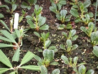  Seedlings, Glendoick