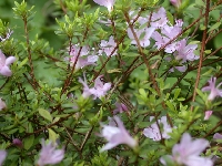  R. serpyllifolium, Glendoick