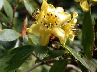  R. sulphureum, Glendoick