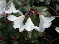  R. williamsianum white, Glendoick