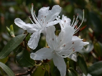  R. yunnanense, white, Glendoick