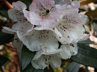 R. arboreum cinnamomerum roseum 2004.0753