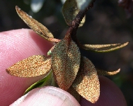 R. capitatum, lower old leaf
