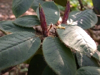 R. habrotricum, F15778, leaf