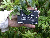 R. leptothrium
