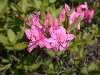 R. prinophyllum