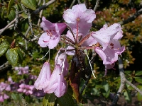 R. selense ssp. dasycladum