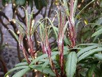R. strigillosum, Wilson1341, leaves