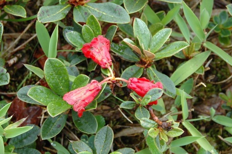  R. sanguineum ssp. sanguinerum in Arunachal Pradesh, photo:Ashiho Mao