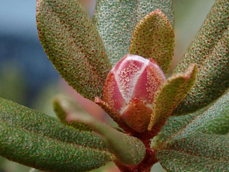  R. rupicola var. rupicola/R. achroanthum, flower bud