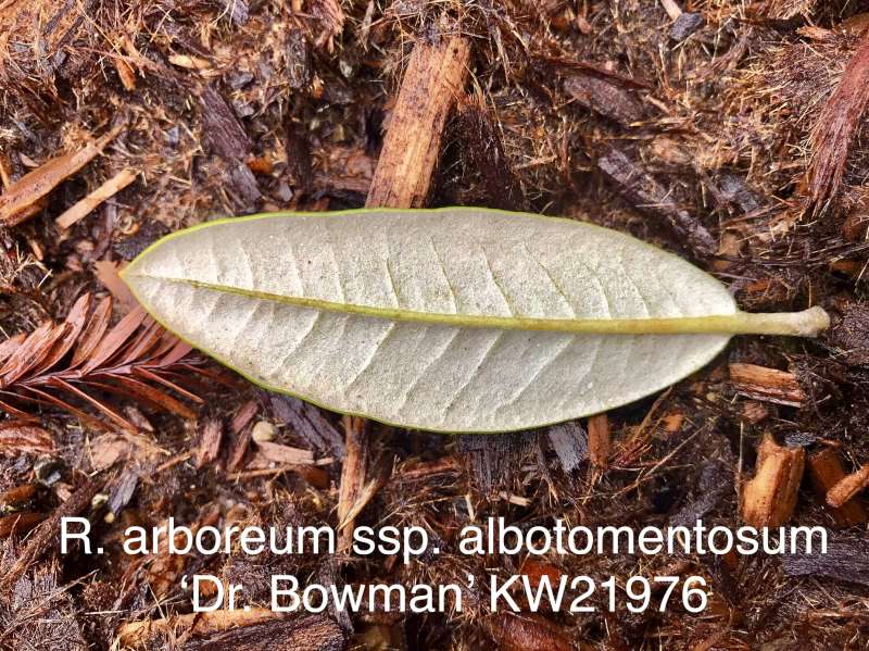  R. arboreum ssp. albotomentosum, Photo: Dennis McKiver