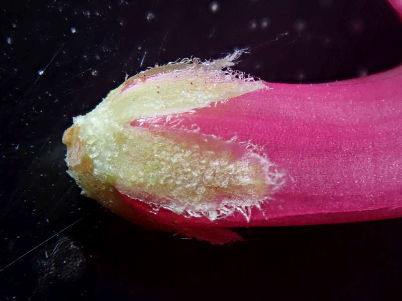  R. anthopogon calyx. Photo: Hans Eiberg