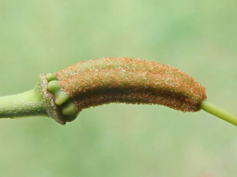  R. dichroanthum ssp. apodectum. Foto: Hans Eiberg
