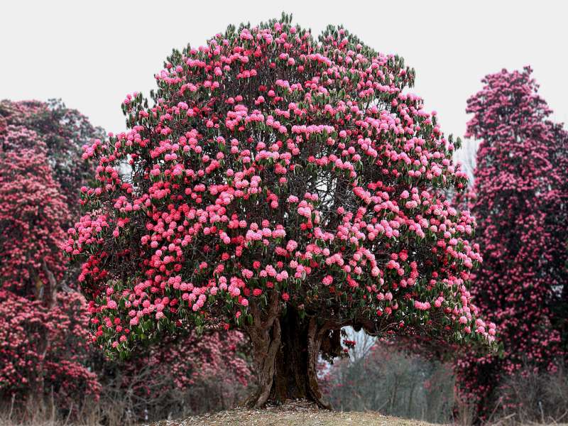  R. arboreum i Nepal, Foto: Jørgen Mikkelsen 