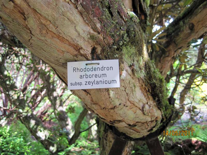  R. arboreum ssp. zeylanicum, at Arduaine Foto: Rie Eiberg