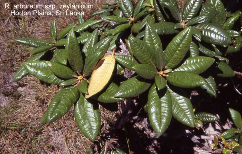  R. arboreum ssp. zeylanicum,  photo: Steve Hootman