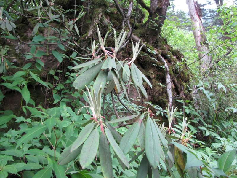  R. argyrophyllum ssp. argyrophyllum på Mt. Emei. Foto: Jes Hansen