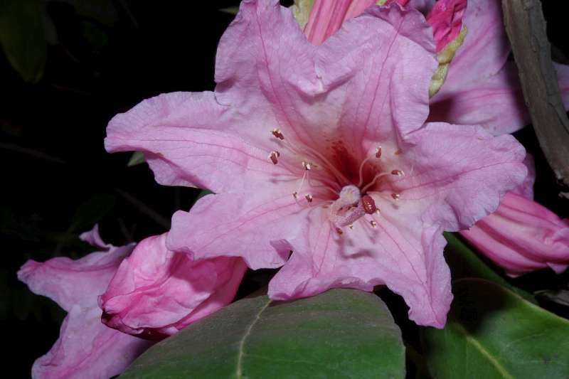  R. auriculatum pink, photo:  Harold Greer