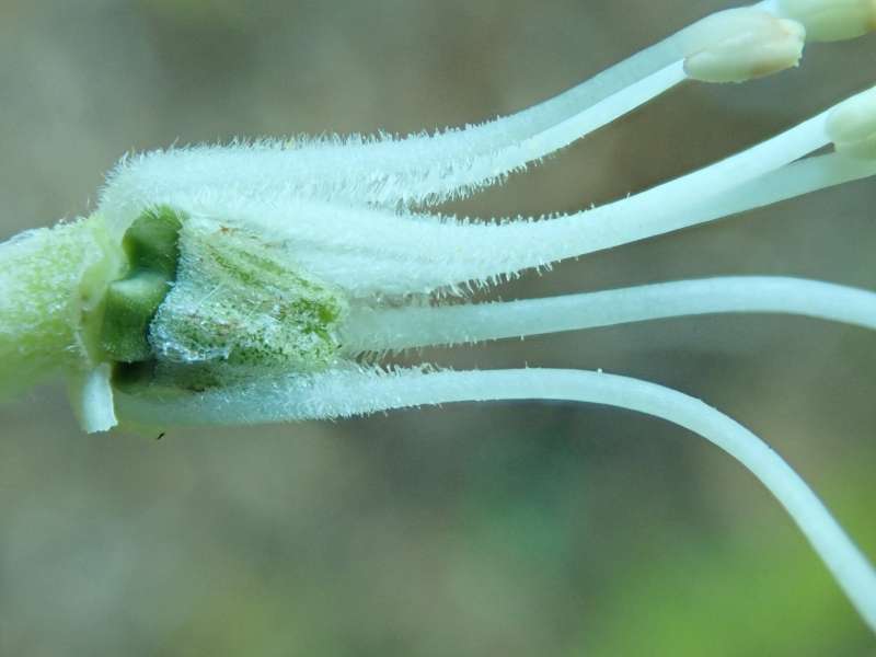  R. x bathyphyllum, Photo: Hans Eiberg