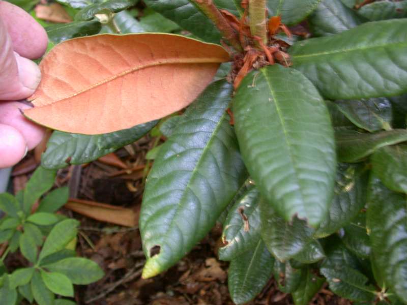  R. bhutanense old leaf at HE. Foto: H. Eiberg