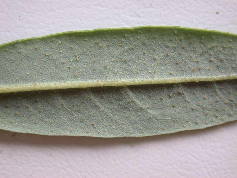  R. brachyanthum ssp. brachyanthum. Photo: Hans Eiberg