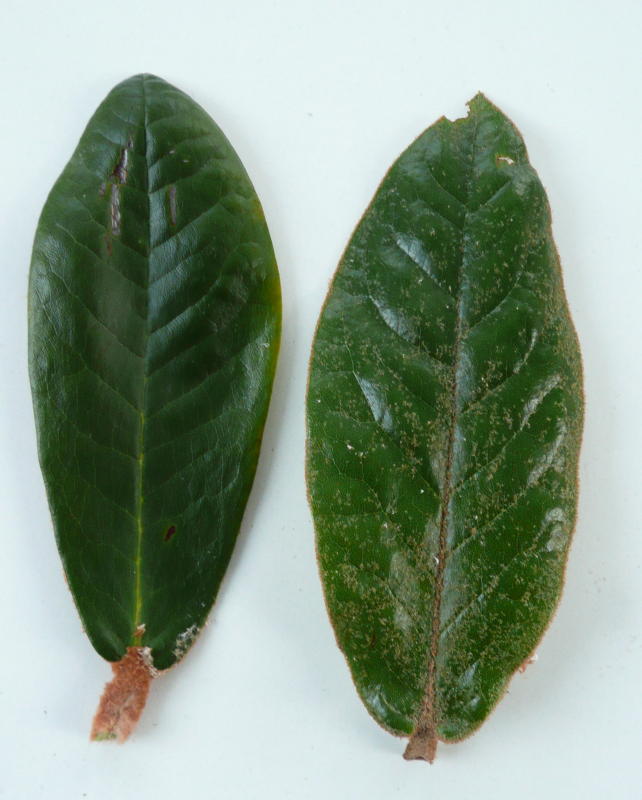  R. danbaense fra W.E.Berg and R. bureavioides fra Cox