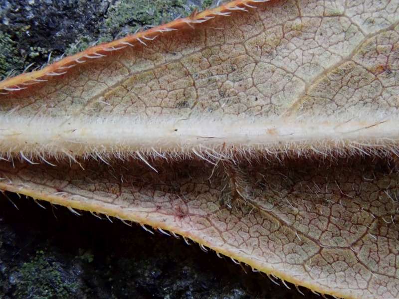  R. calendulaceum leaf under, photo: Hans Eiberg