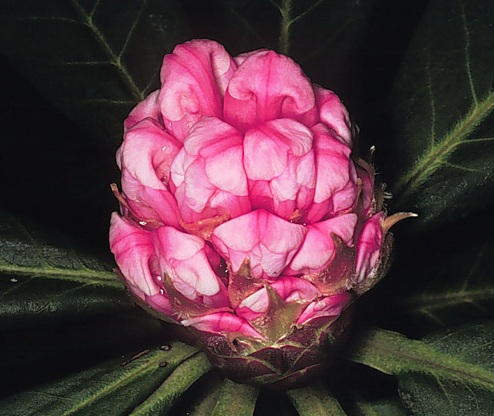  R. calophytum, opening bud. Photo:Harold Greer