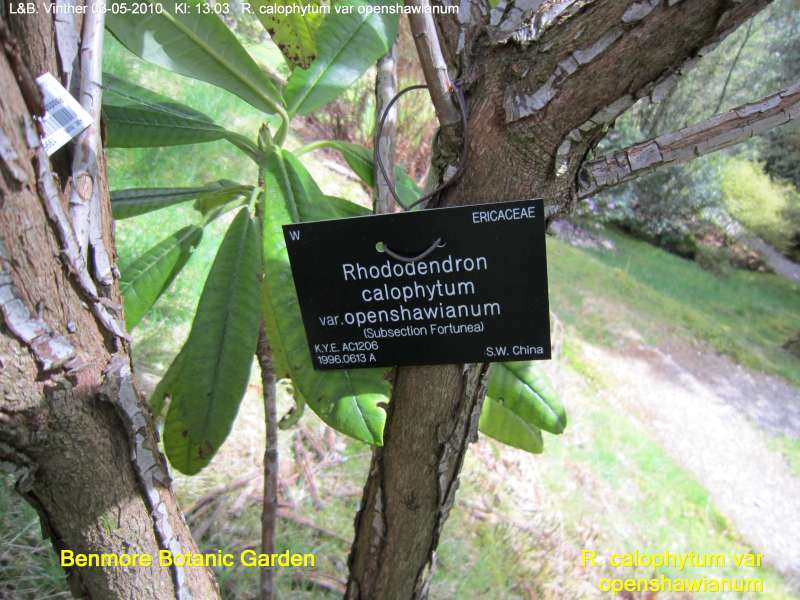  R. calophytum var. openshawianum at photo: L & B Vinther