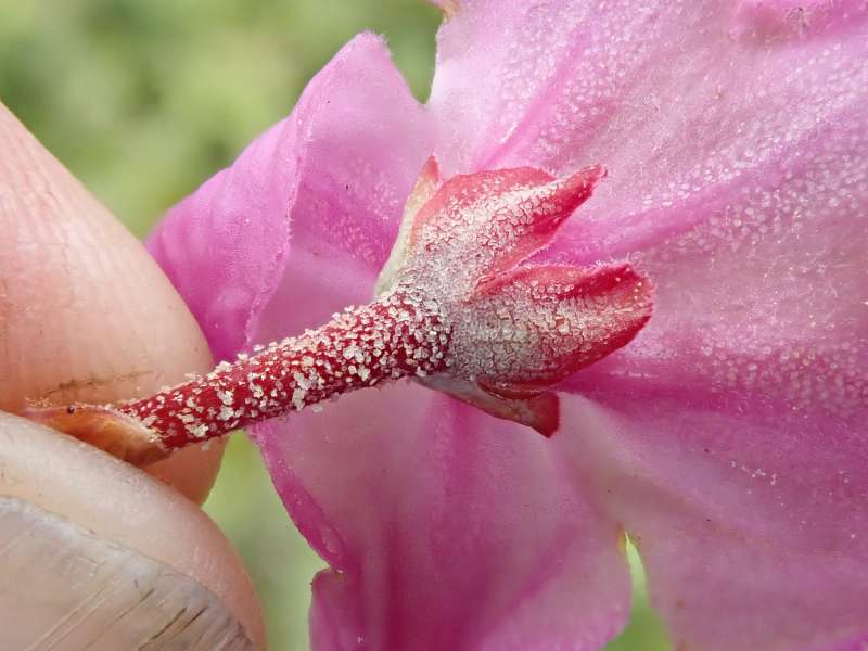  R. calostrotum NW Yunnan. Foto: Bent Ernebjerg