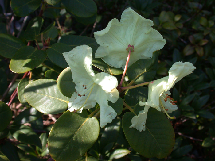  R. campylocarpum ssp. caloxanthum at HE. Foto: H. Eiberg
