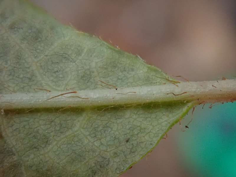  R. canadense leaf under, photo: H. Eiberg