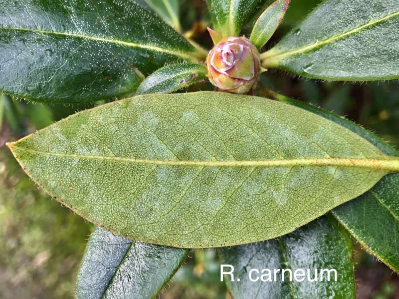  R. carneum flower bud, photo: Dennis McKiver