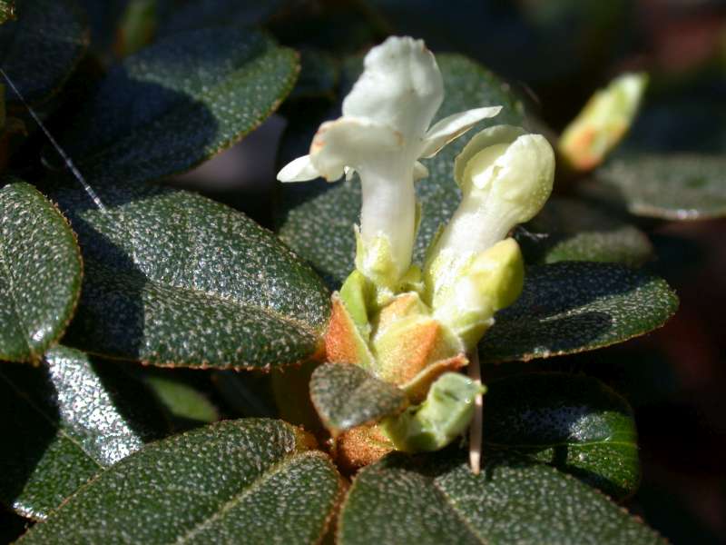  R. cephalanthum ssp. cephalanthum/R. nmaiense, Yunnan. Foto: Hans Eiberg