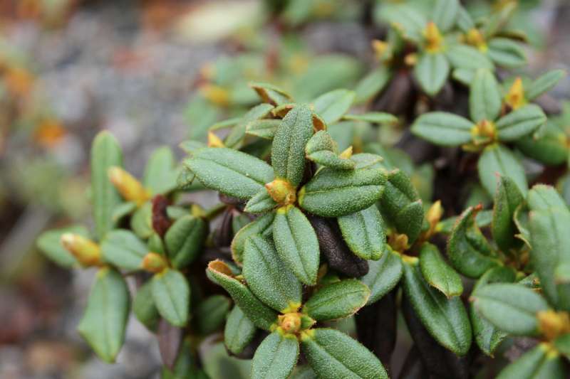  R. cephalantum ssp. platyphyllum. Flower bud. Photo: Ole Jonny Larsen