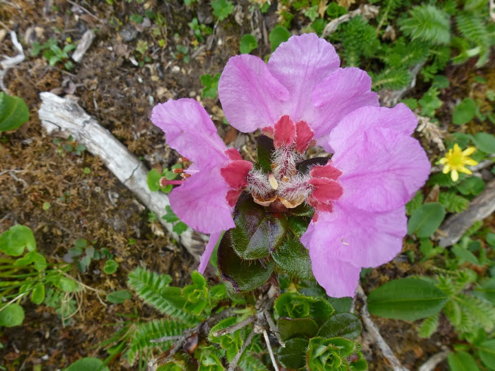  R. saluenense ssp. chameunum from Cika Pass. Photo: Bent Ernebjerg