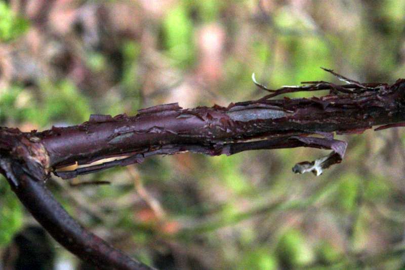  R. charitopes ssp. tsangpoense, bark. Photo: Ole Jonny Larsen