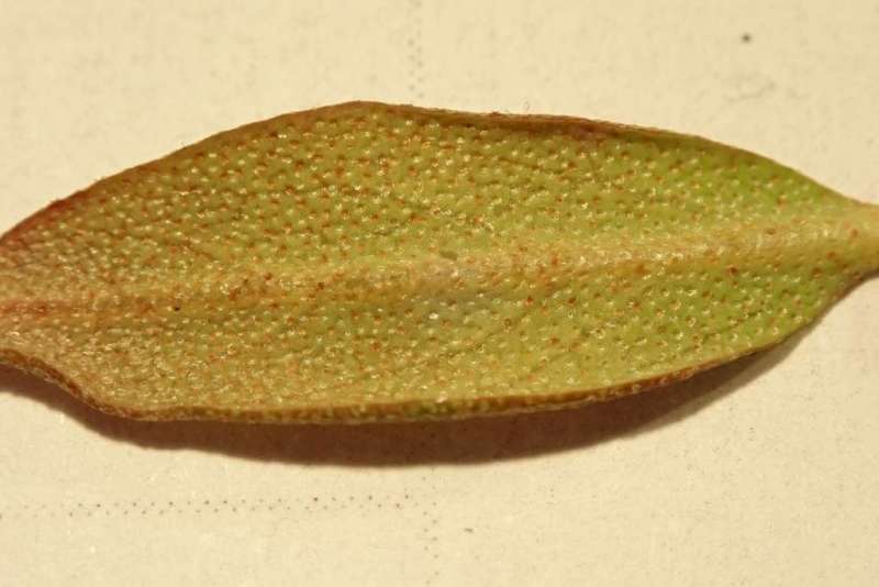  R. rupicola var. chryseum at 99-Dragon Pool, scales on a new leaf. Photo: Hans Eiberg