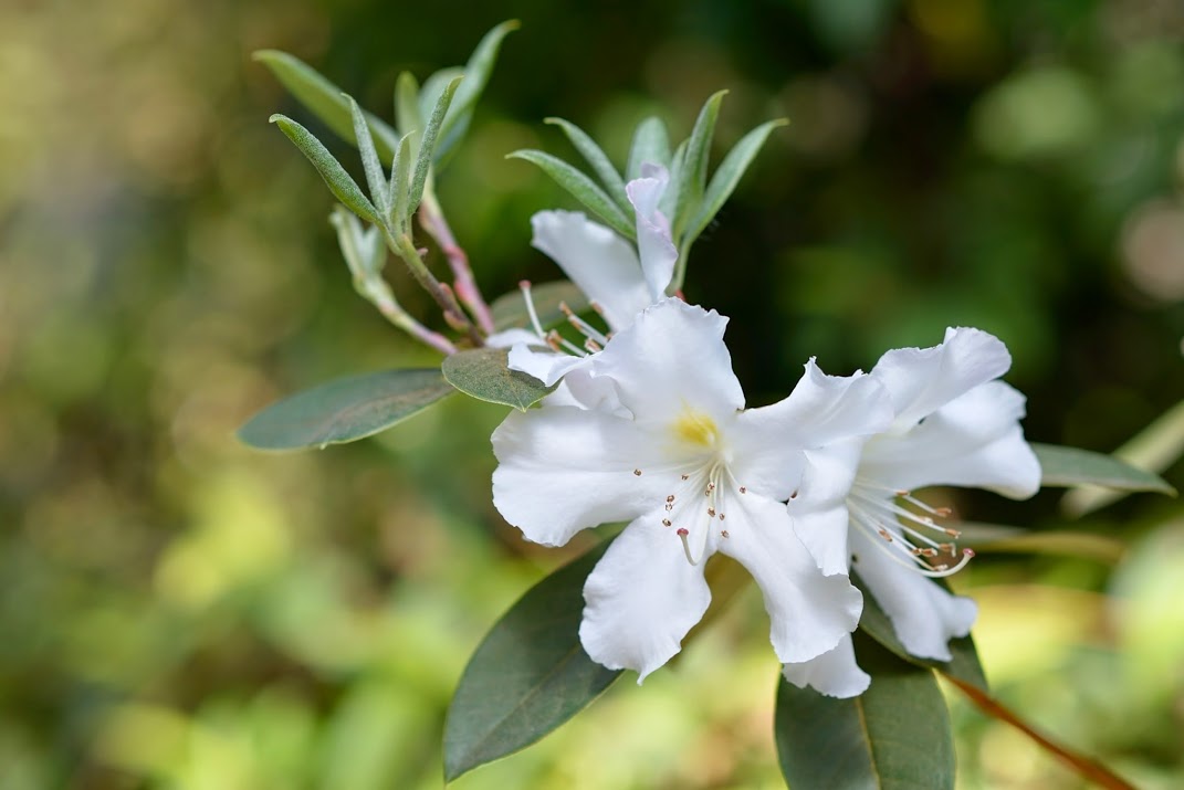  R. chunienii from Rhododendronpark Bremen, Photo: Mihkel Saar 