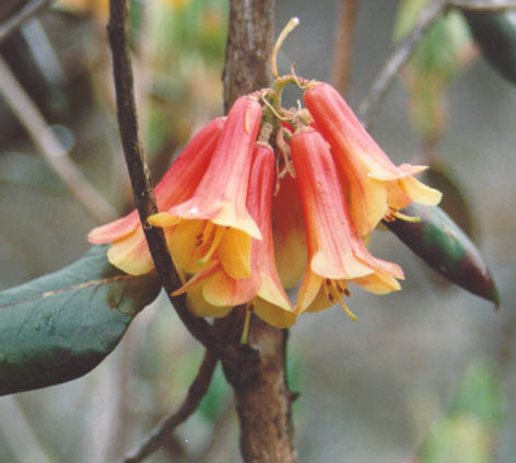 R. cinnabarinum ssp. cinnabarinum var. blandfordiiflorum  in Sikkim 1994. Foto:Steffen M Hansen