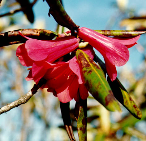 R. cinnabarinum ssp cinnabarinum var. roylei in Sikkim 1994. Foto:Steffen M Hansen