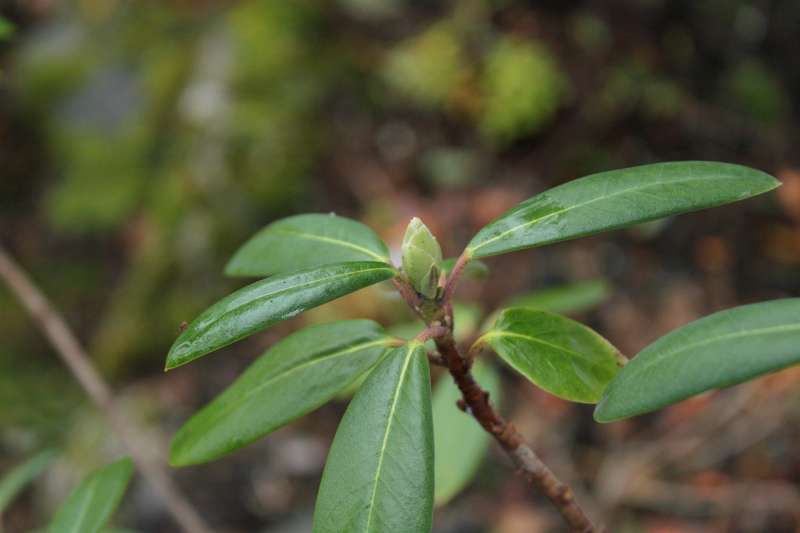 Rhododendron cinnabarinum ssp. cinnabarinum var. blandfordiiflorum, photo: Ole Jonny Larsen