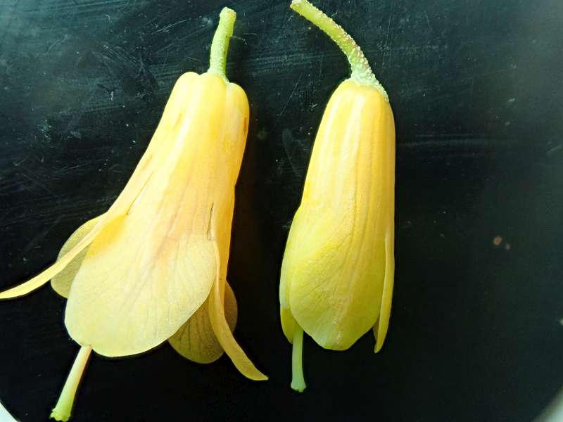 R. cinnabarinum yellow from Bhutan 2010. Foto:  Hans Eiberg
