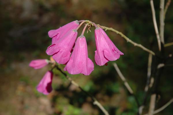R. cinnabarinum ssp. cinnabarinum var. tamaense at RSBG. Foto: Garth Wedemire 